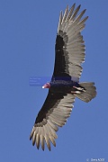 Cathartes aura Urubu a tete rouge_D8S5571_tn